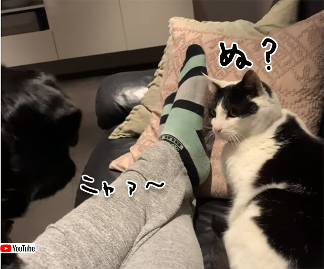 「ワン！」と言っても無視されるので「ニャォ～！」と鳴いてみた犬、猫すぐさま反応