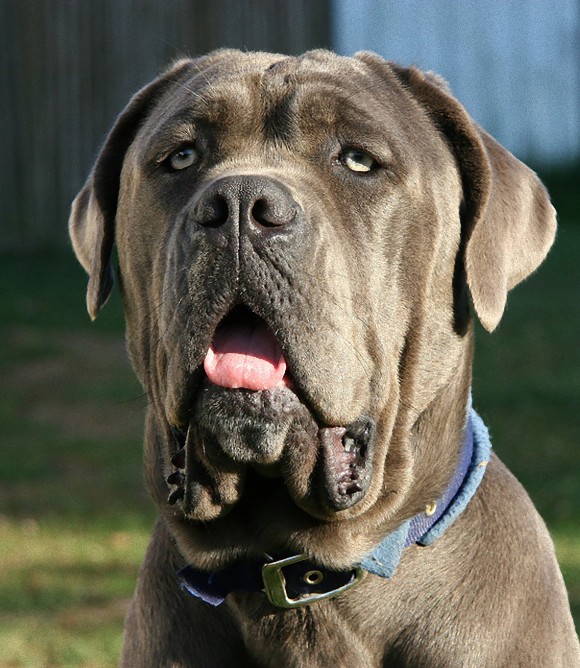 本気の大きさ 世界8種の大型犬図鑑 カラパイア