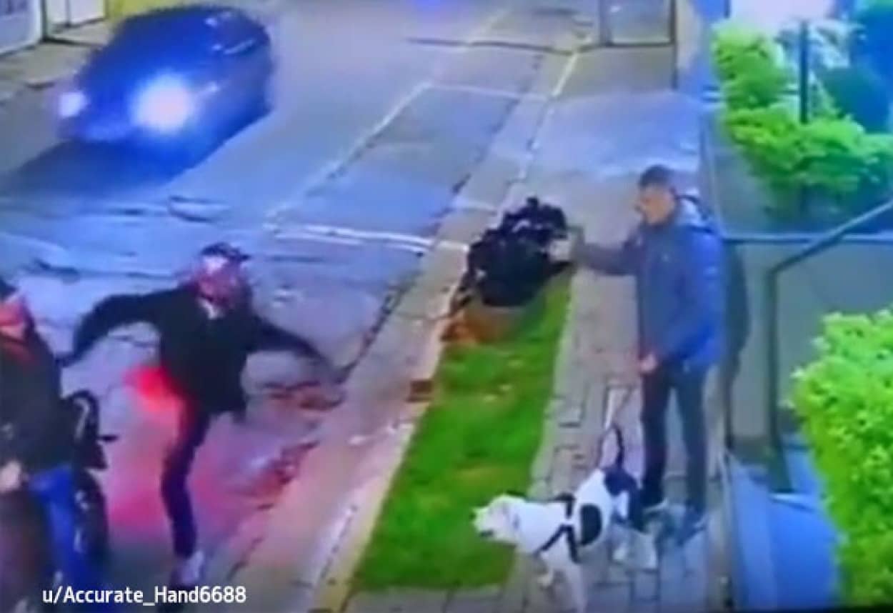 バイク強盗から飼い主を守った犬