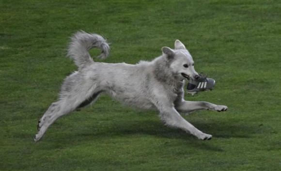 プロサッカーの試合に乱入した野良犬、後に地元選手の飼い犬に（ボリビア）