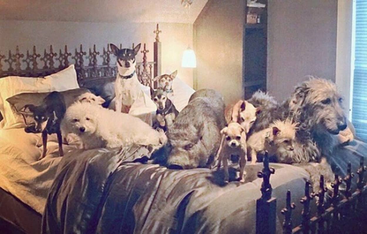 仲間は8匹の犬 ちっともミニじゃないけどミニブタのビキニさんの日常 カラパイア