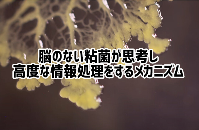 脳をもたない粘菌が思考をめぐらせ、高度な情報処理を行うメカニズム