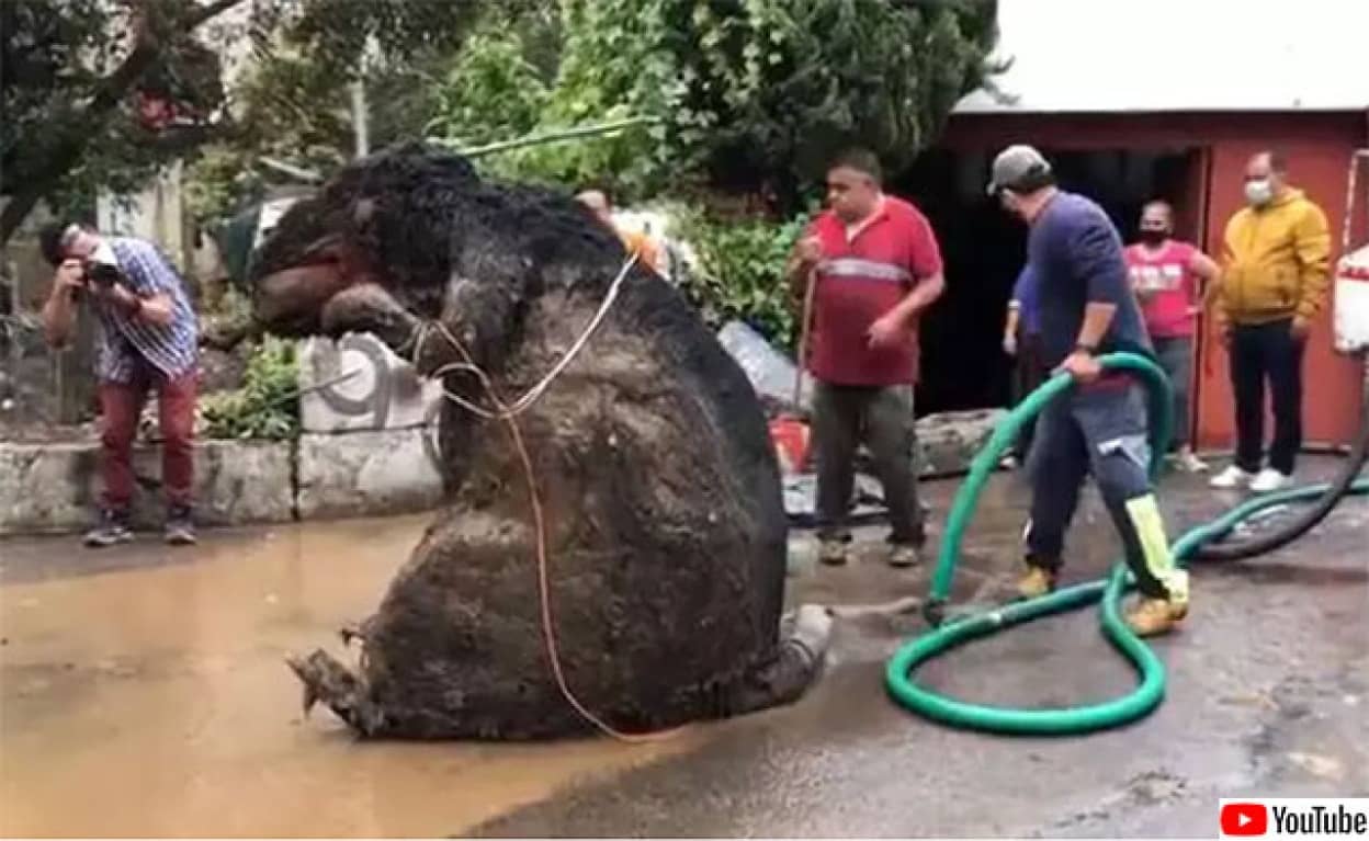 下水から巨大ネズミが出現、その正体は?