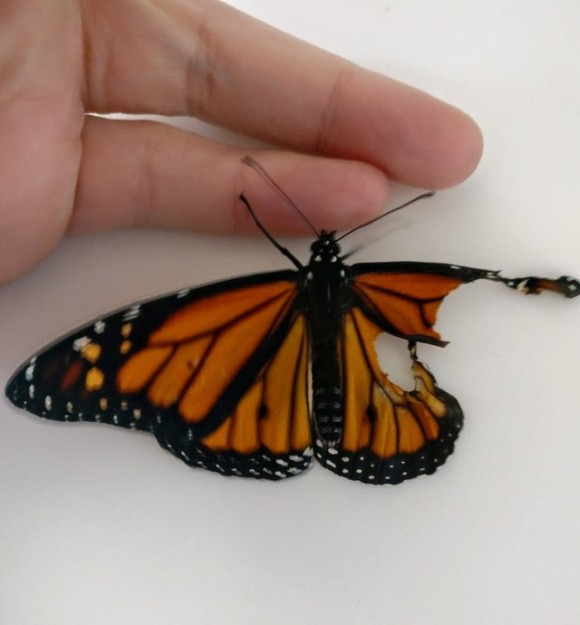 羽が欠けた状態で生まれてきた蝶々 死んだ蝶々の羽を利用して修復に成功 蝶と幼虫出演中 カラパイア
