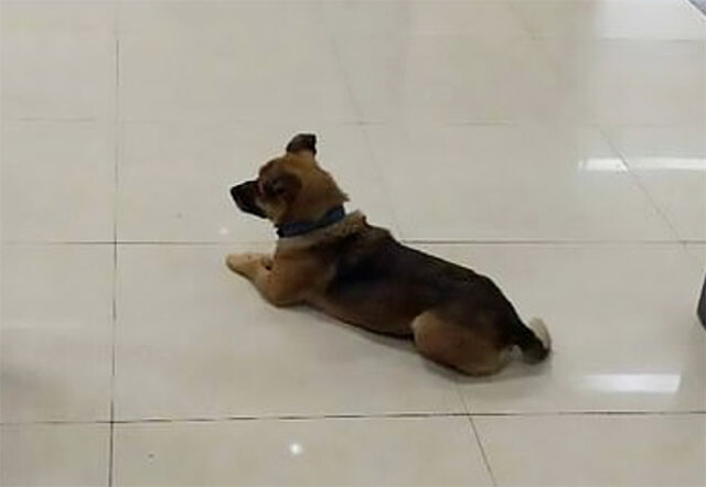 飼い主がコロナで亡くなったことを知らずに、病院で3か月待ち続けた犬（中国）