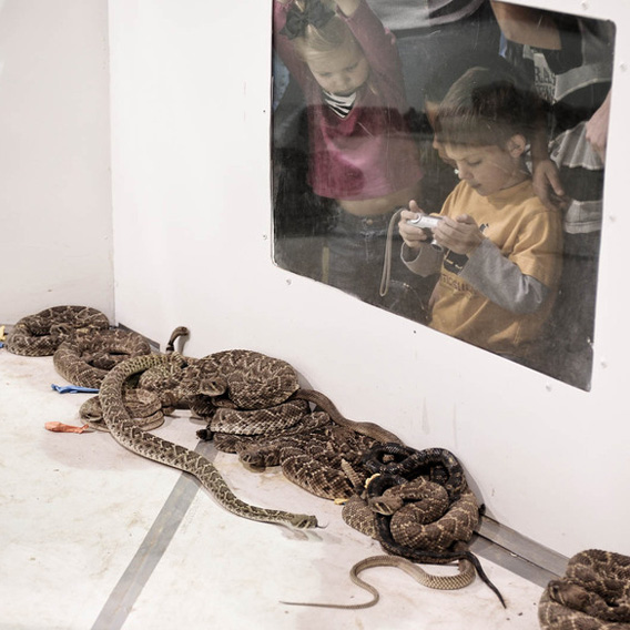 米テキサス州の年中行事 世界最大のガラガラヘビ狩りフェスティバル カラパイア