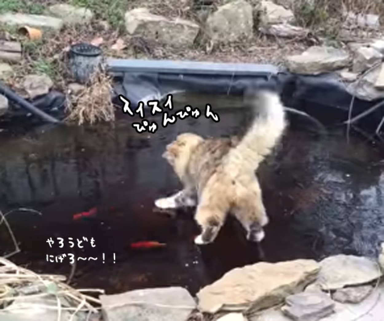 氷一枚隔てた中で 猫と魚の冷ややかな関係 カラパイア