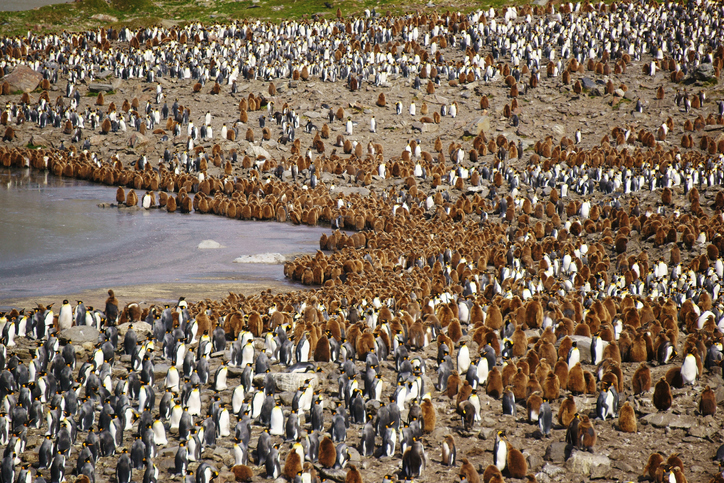 キングペンギンのコロニー