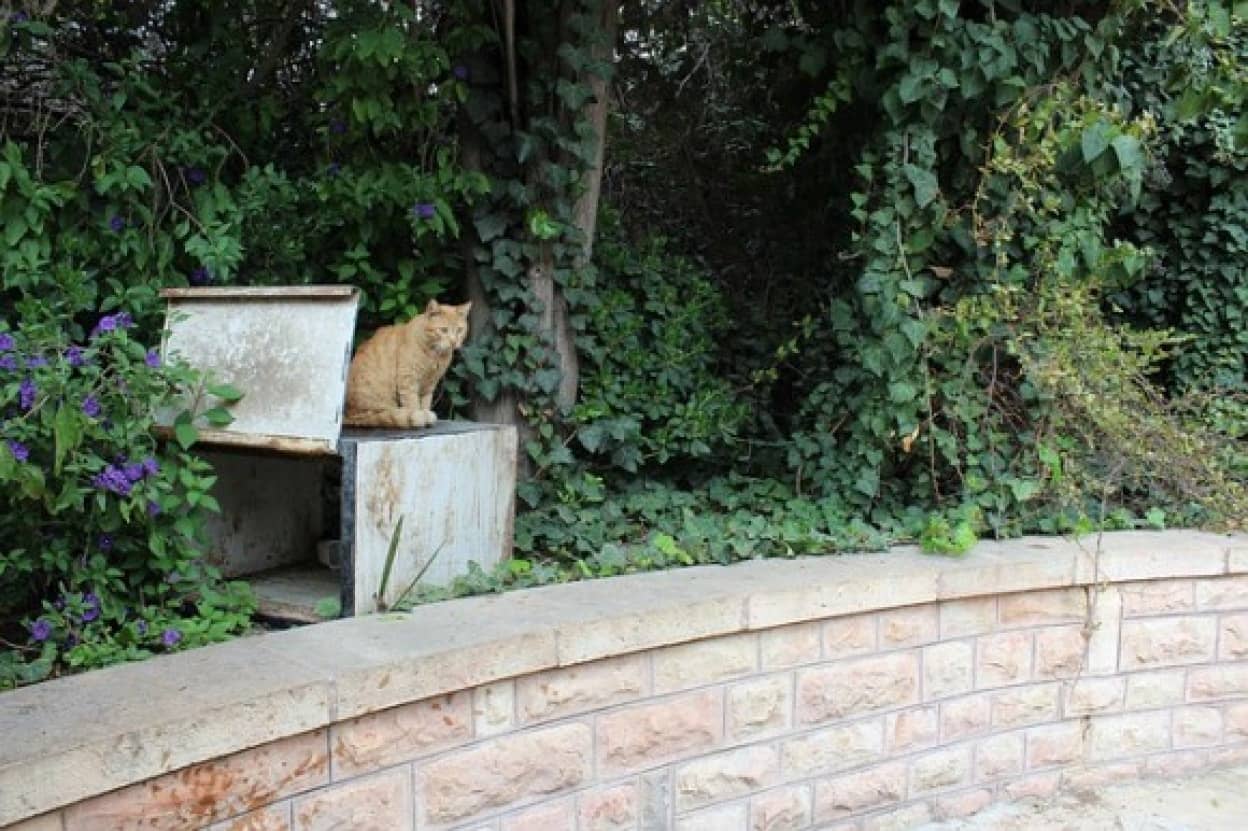 飼い主が亡くなりホームレスになった猫、せつないメモ書きと共に保護される