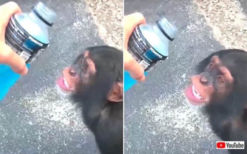 炎天下のチンパンジー 早くちょうだい と大口を開けて飲み物をねだる カラパイア