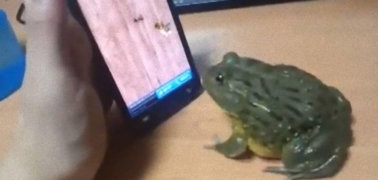 カエルさんがアリつぶしゲームアプリに本気を出した そして衝撃の結末が カラパイア カエルさんがアリつぶしゲームアプリに本気を出した そして衝撃の結末が カラパイア