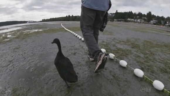 夕食のおかずがペットに！食材として買ったアヒルの卵がまさかの孵化、ヒナを育てたところ深い絆で結ばれる