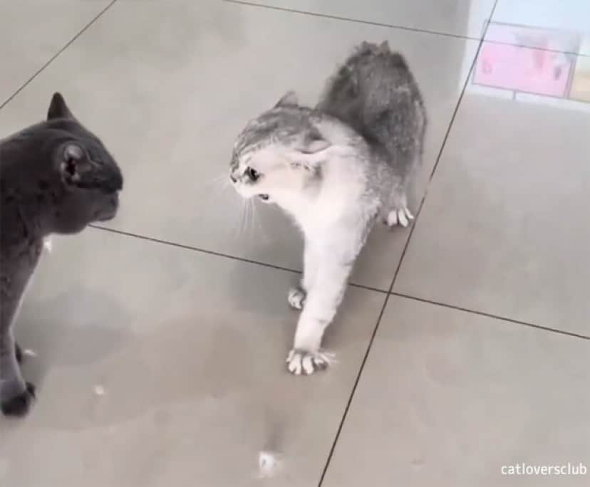 猫さんたちやめなはれ やさしくスマートに喧嘩を仲裁する大型犬 カラパイア 猫さんたちやめなはれ やさしくスマートに喧嘩を仲裁する大型犬 カラパイア