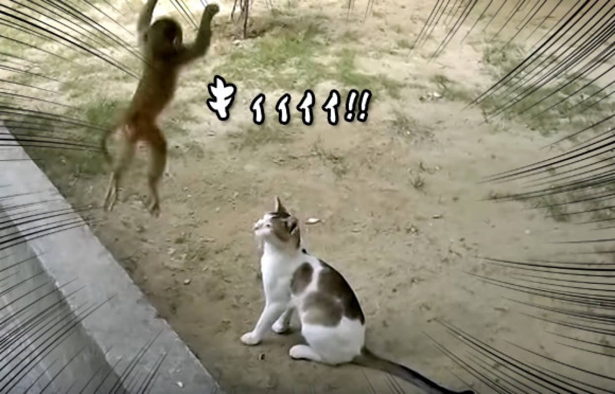 猫にちょっかいを出す猿の空中攻撃がウザすぎた カラパイア 猫にちょっかいを出す猿の空中攻撃がウザすぎた カラパイア