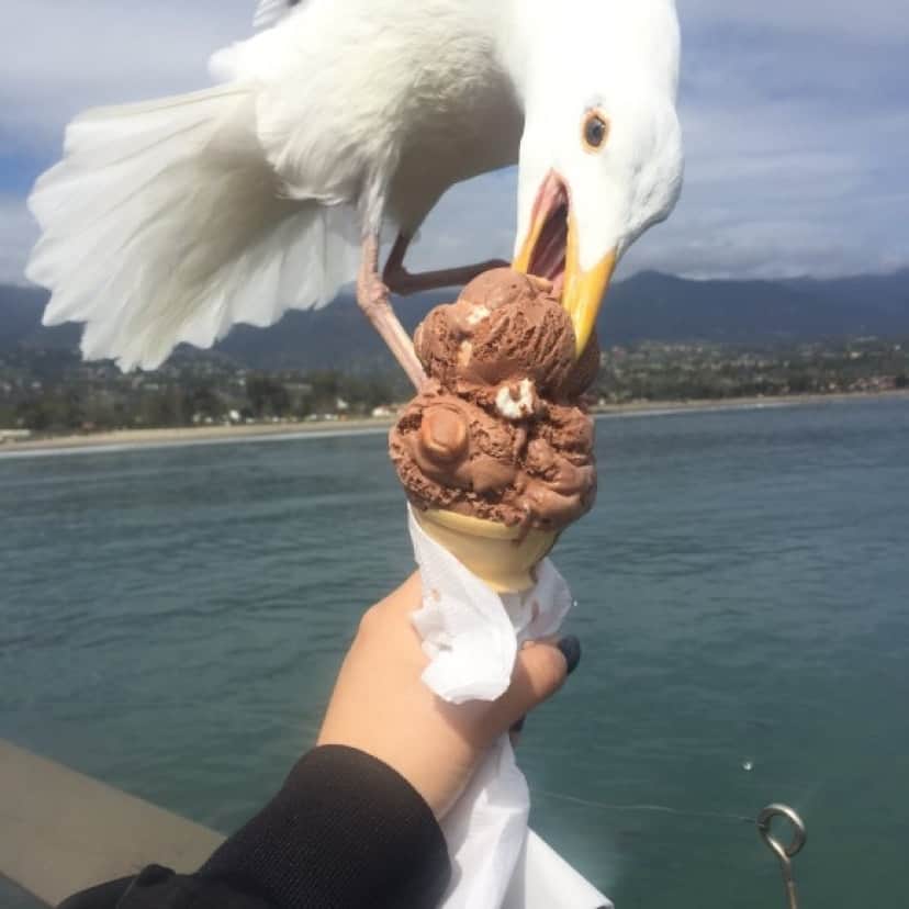 bird3_e