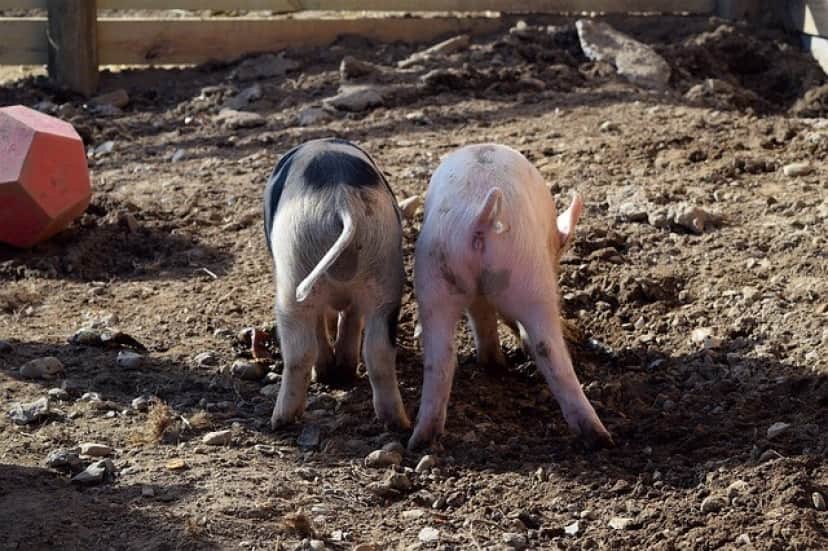piggies-1600550_640