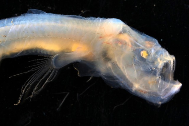 深海はワクワクの宝庫！オーストラリアの海底で奇妙な深海魚を続々発見 