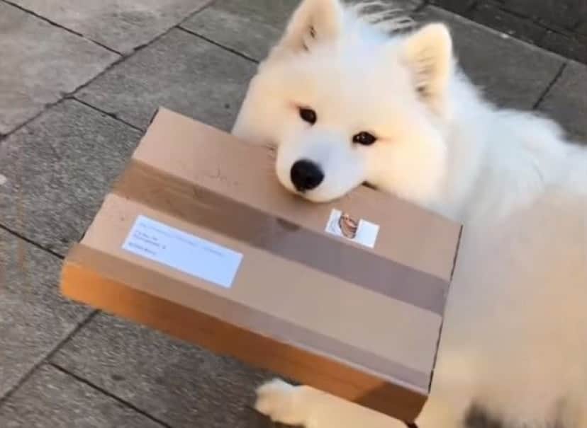 ピンポーン 荷物をお届けにあがりました 可愛いサモエドの配達犬さんがやってきた カラパイア ピンポーン 荷物をお届けにあがりました 可愛いサモエドの配達犬さんがやってきた カラパイア