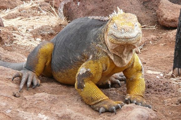 爬虫類好き専用 かっこ良いのにかわいい 愛くるしい世界10のトカゲ図鑑 カラパイア