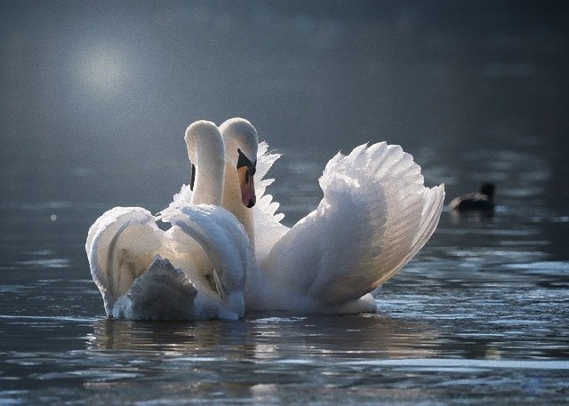 swan-4013225_640_e