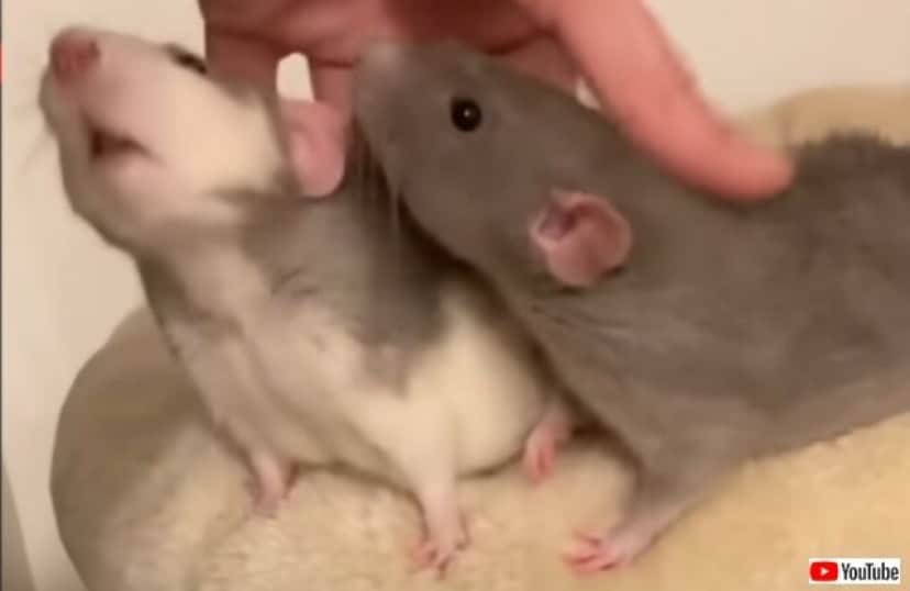 ネズミって実は子犬みたいに可愛かった 甘えん坊なファンシーラットのいる生活を見てみよう カラパイア