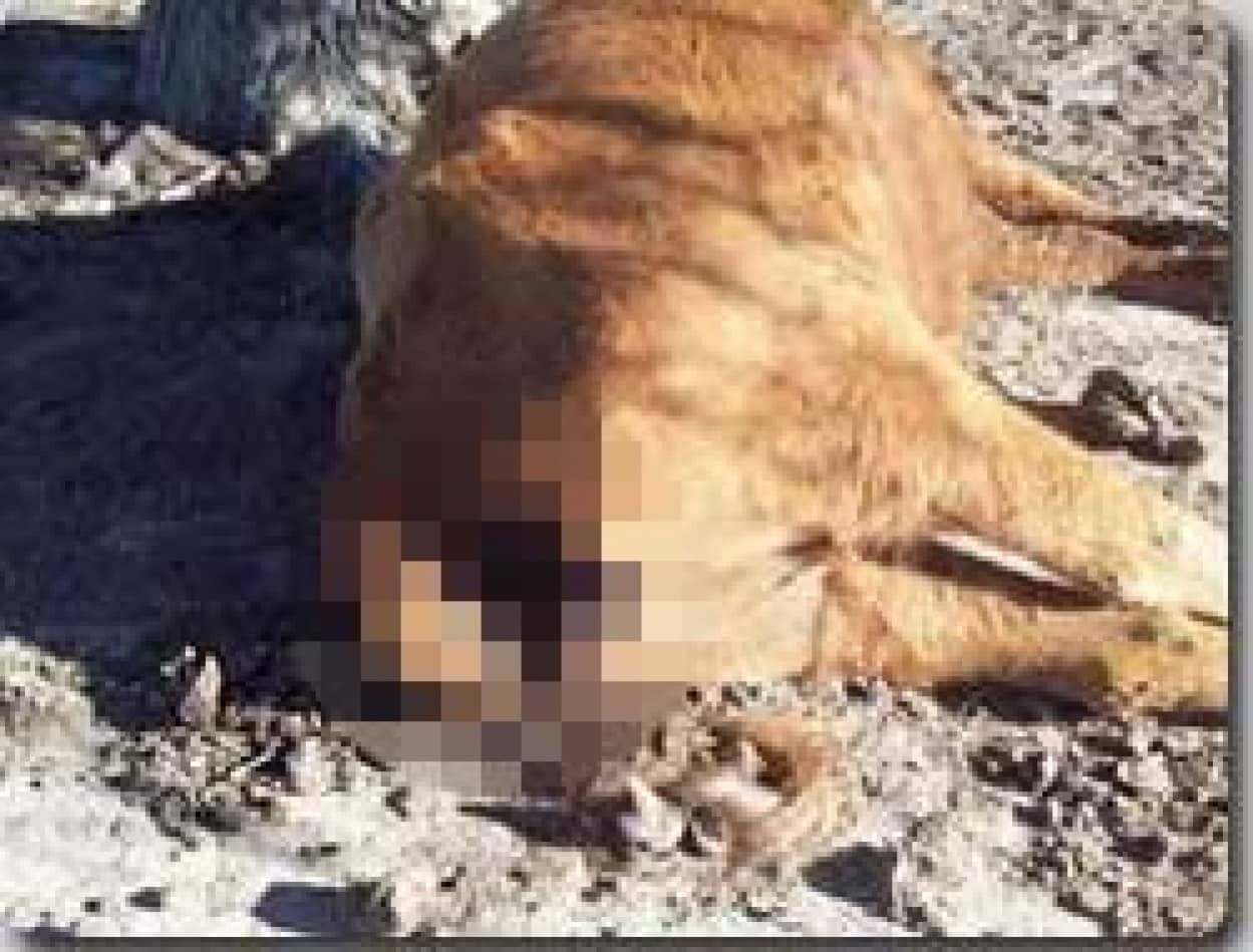 アルゼンチンから 新たなるキャトルミューティレーションが目撃される カラパイア