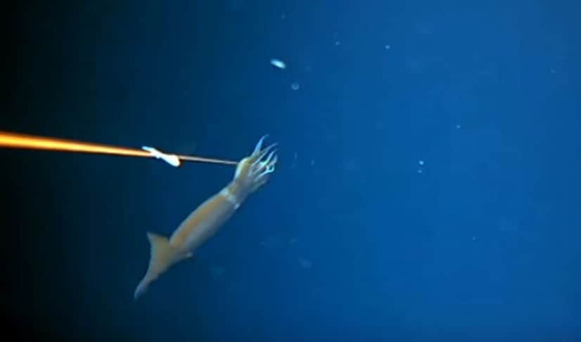 そこにはこんなドラマがあった 深海イカの生態を観察しようと餌を設置したところ カラパイア