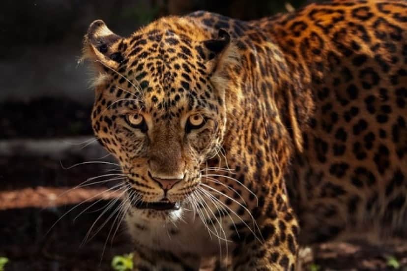 jaguar_e