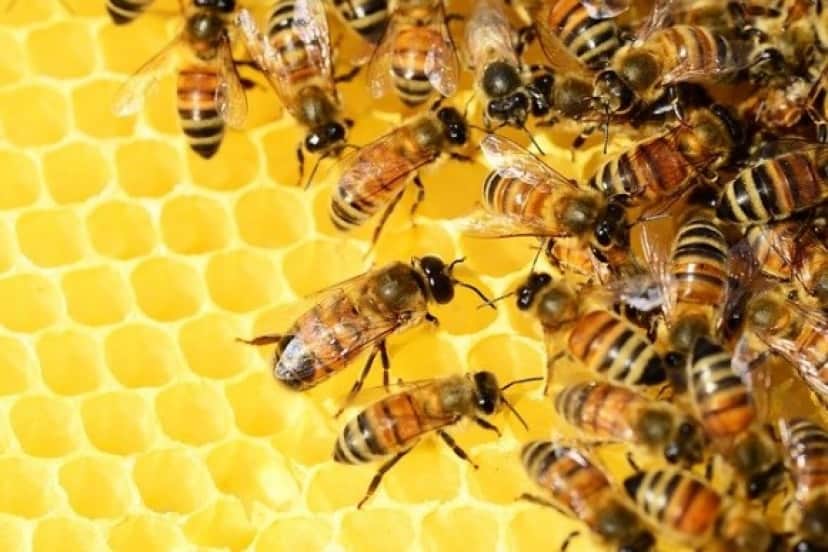 bees-g2dd18bcb9_640_e