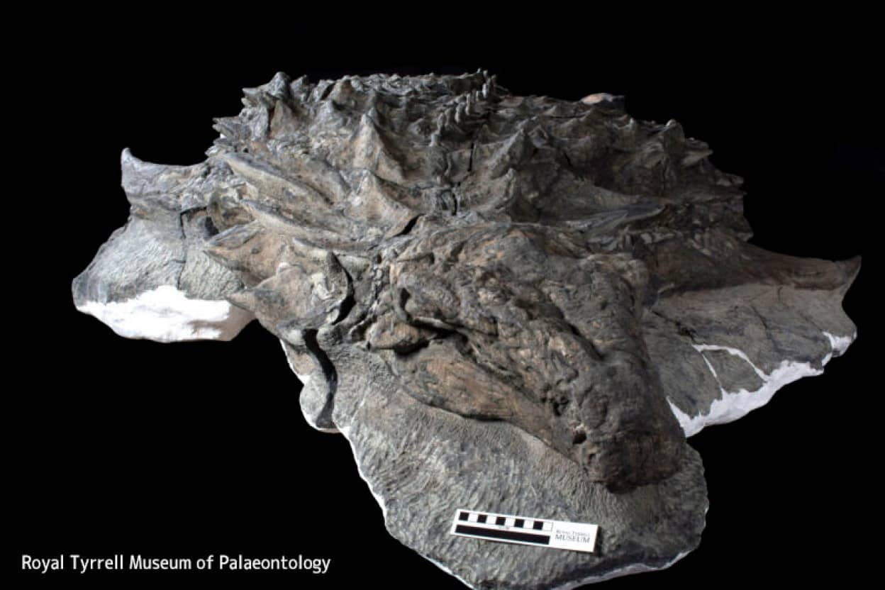 顔の皮膚が残った状態の恐竜の化石を発見