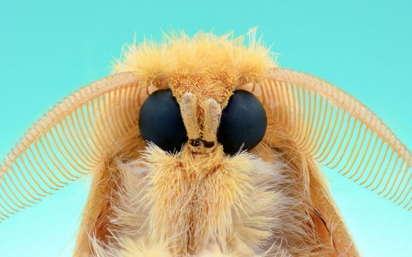 昆虫たちのちょっとかわいいところ見てみたい キュートな顔面クローズアップ写真 カラパイア