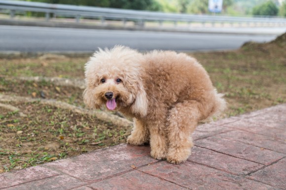 放置された犬のフンをDNA解析して飼い主を特定するサービスが地域ごとに開始される（アメリカ、カナダ、イギリス）