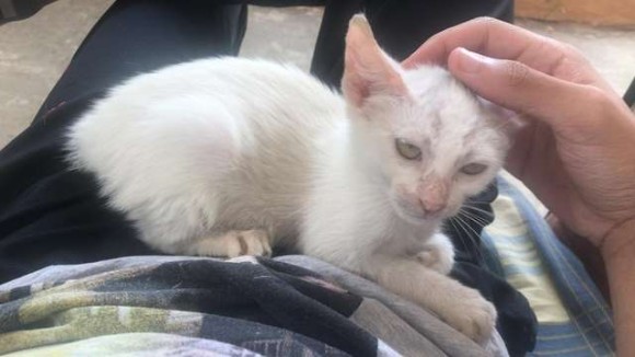 cat-3 (1)