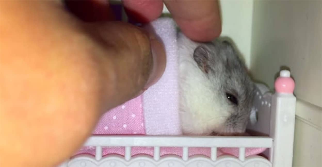 正直まだ寝ていたい ピンクの布団をかぶり頭をなでられながらベッドでうとうとしてたい そう このハムスターみたいに カラパイア 正直まだ寝ていたい ピンクの布団をかぶり頭をなでられながらベッドでうとうとしてたい そう このハムスターみたいに カラパイア