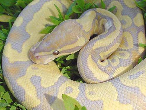 どの子がお高い 09年版合法的に飼うことができる世界の高額なペットたちベスト１５ カラパイア