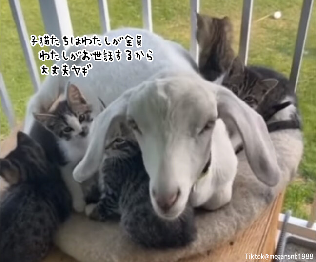 ヤギ母さんのたっぷりの愛情に包まれた5匹の子猫