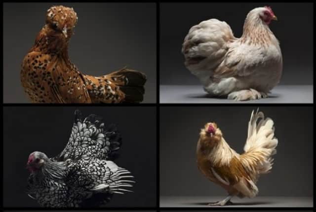 日本最大級 カッコいいニワトリ 彫刻 オブジェ 鶏 オブジェ 立体物 Www Mehdimoidonc Fr 日本最大級 カッコいいニワトリ 彫刻 オブジェ 鶏 オブジェ 立体物 Www Mehdimoidonc Fr