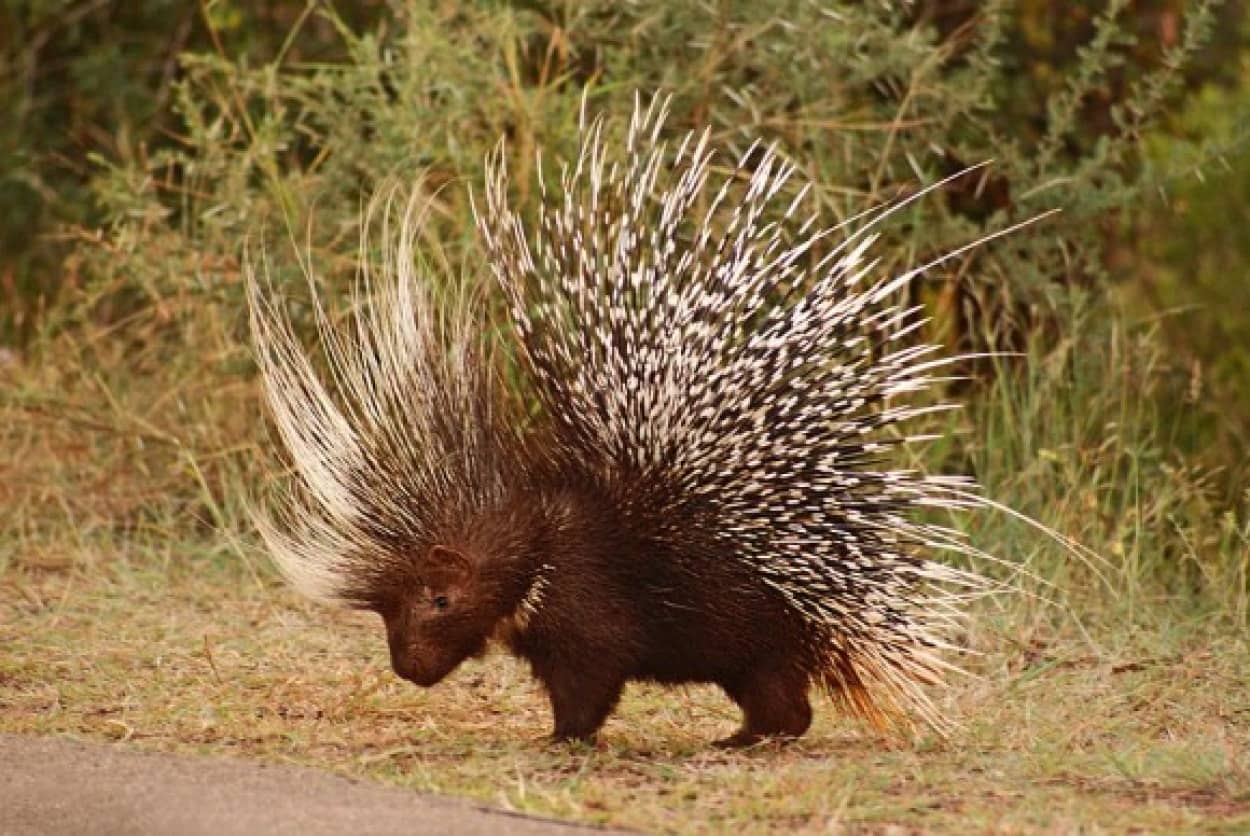 全ロックスターが嫉妬 ヤマアラシの最大種 アフリカタテガミヤマアラシにのフサフサヘアーにズームイン カラパイア