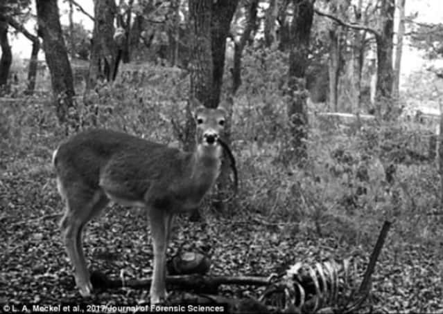 人間の死体の骨を食べる鹿の姿が初めて観察される アメリカ カラパイア