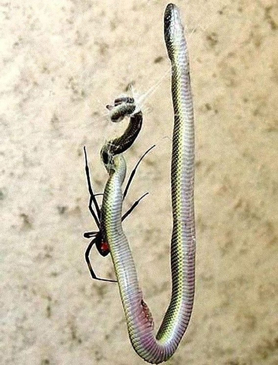 south_african_spider_catches_and_eats_the_snake_640_04_e