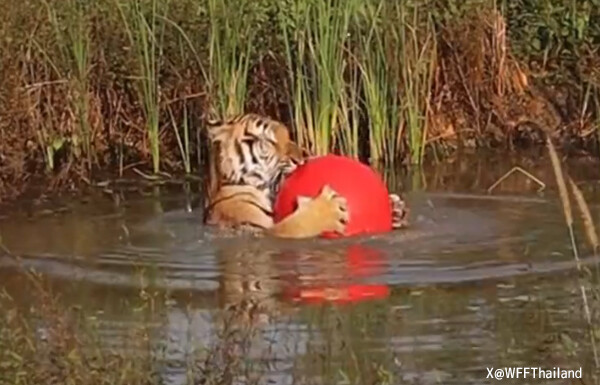 幸せな気分になれる、赤いボールを愛するトラの水遊び風景がかわいい