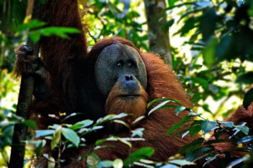 orangutan-5037861_640_e