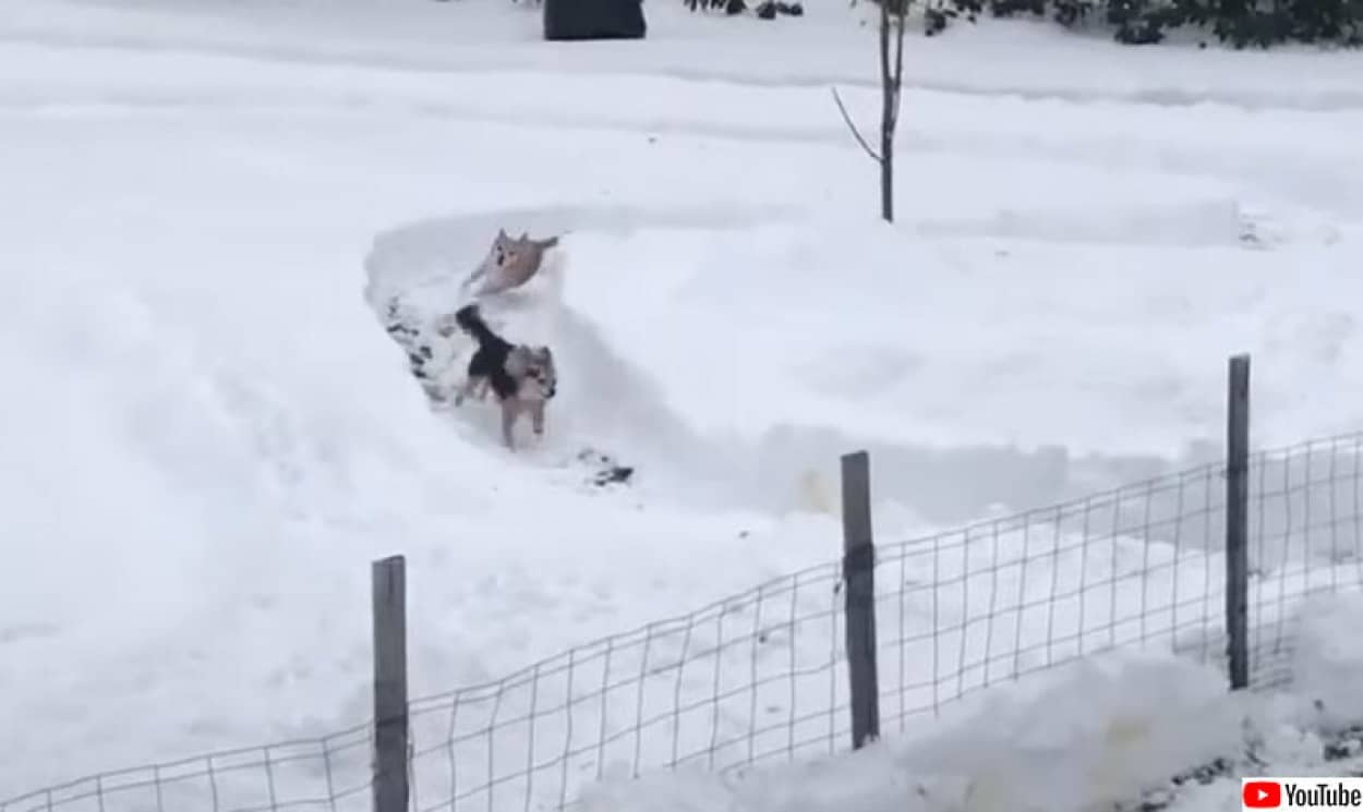 犬たちのための雪上レース場