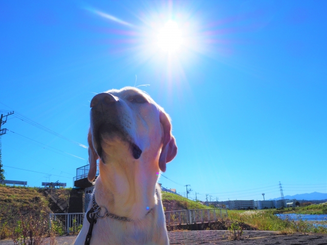 もしも愛犬が熱中症になったら？誤った対応をしないよう動物救助団体が呼びかけ