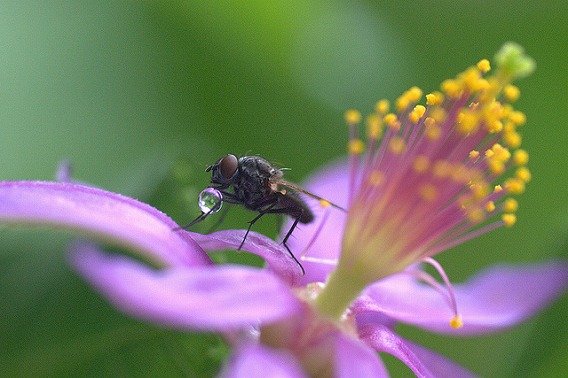 insect drinking drink 22
