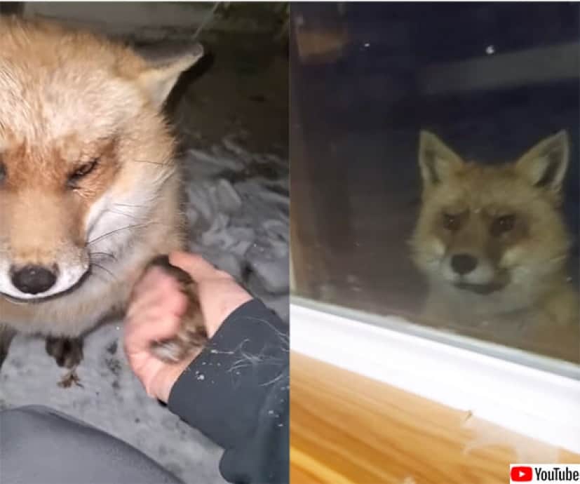 まだかなまだかな 撫でてほしくて窓から顔を出し 玄関先で待っている愛くるしいキツネ アメリカ カラパイア まだかなまだかな 撫でてほしくて窓から顔を出し 玄関先で待っている愛くるしいキツネ アメリカ カラパイア