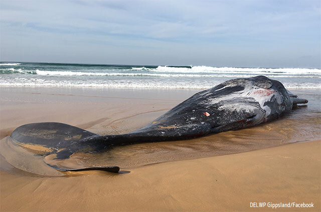 ダイオウイカと死闘を繰り広げていたマッコウクジラの死体が打ち上げられる