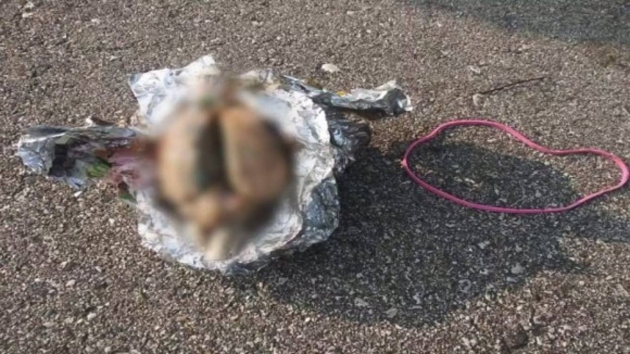 湖沿岸で脳そっくりの物体を発見