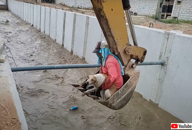 ショベルカーで溺れている犬の救出大作戦、見事成功！