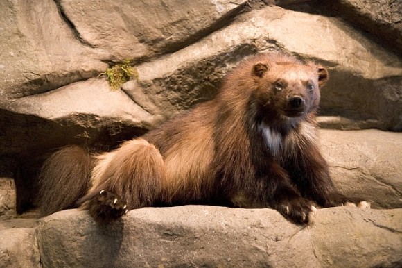 wolverine-1522380_640_e